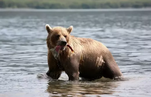 How to Fish for Salmon